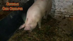 Пролапс у свиней. Выпадение прямой кишки.