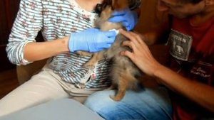 Сделать прививку щенку самостоятельно