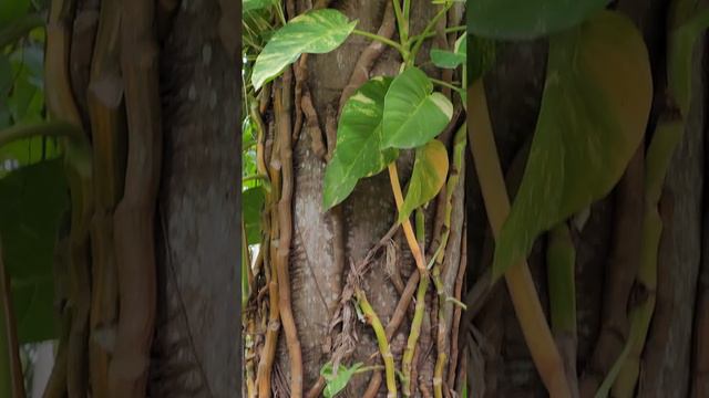 Never seen such plant before Palm Tree mix with Monstera Deliciosa Plant #plants #gardening