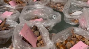 ФУНДУК  в БЕЛАРУСИ. РАССТОЯНИЕ МЕЖДУ КУСТАМИ. МОЙ ОПЫТ ВЫРАЩИВАНИЯ. ОБЗОР СОРТОВ