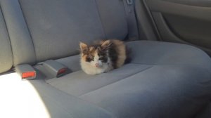 Бездомный котенок//Нашли котенка, взяли себе.