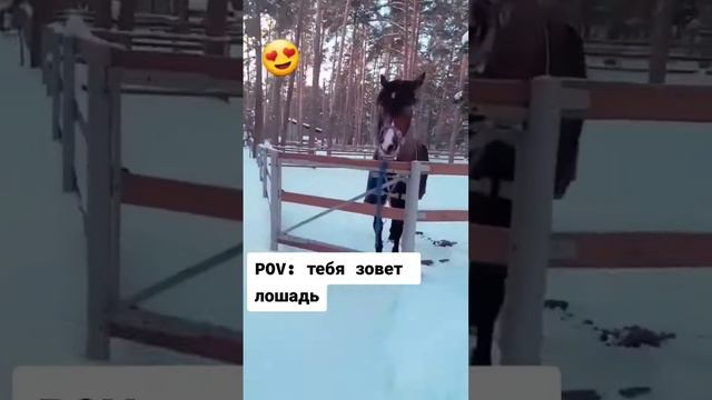 любите гулять с лошадью?✨