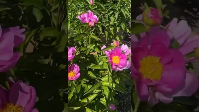 Добрый день, обзор огорода смотреть онлайн