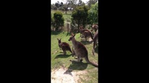 !  Кенгуру на своей родине. Австралия. ..