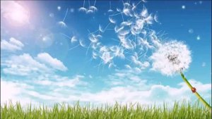 ДУЕТ, ДУЕТ ВЕТЕРОК