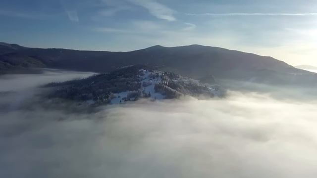 Бывший муж привязал жену к дереву и уехал. То, что сделал с ней волк удивило всех! смотреть онлайн