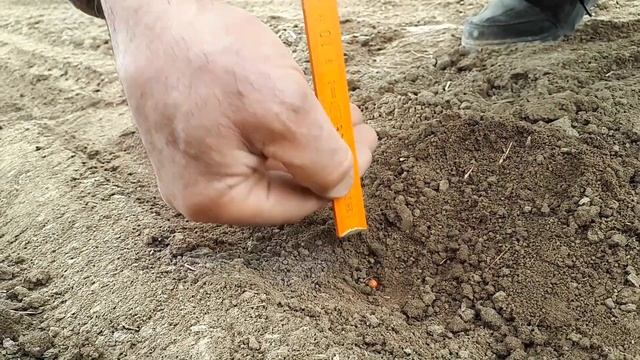 Посев сахарной свеклы. смотреть онлайн