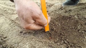 Посев сахарной свеклы.