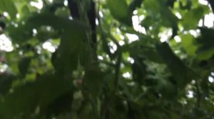 Томат Де Барао Гигант,обзор.