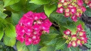 Прогулка по хвойному саду! Фонарь в японском стиле. Плетение из пергамента