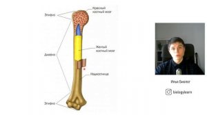 Анатомия за 15 минут | ЕГЭ по биологии