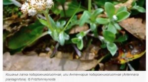 Антеннария, или Кошачья лапка  неприхотливый почвопокровник