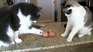 Кошки и яйца