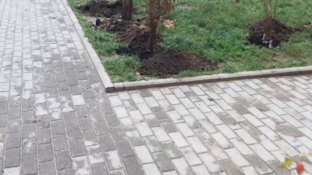 Котельники. ИНФО. Акция "Наш лес. Посади своё дерево" в г. Котельники смотреть онлайн