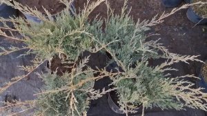 Можжевельник казацкий Блю Дануб (Blue danube)