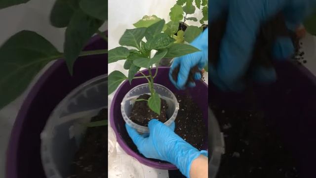 Пересадка перца смотреть онлайн