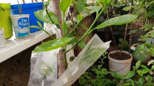 Дерево сад на культурном сорте лимона