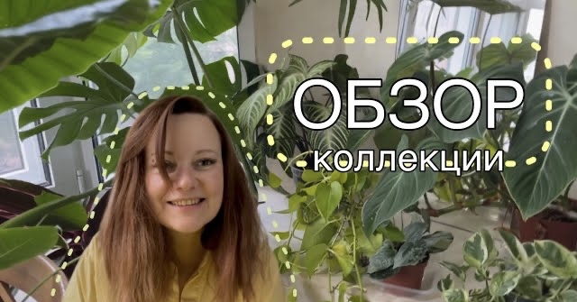 Обзор моей коллекции растений. Часть 1: растения для северного и южного окна.