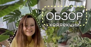 Обзор моей коллекции растений. Часть 1: растения для северного и южного окна.