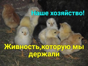 Хозяйство которое у нас было