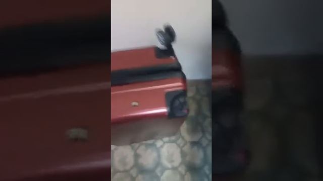 Ремонт чемоданов. Четыре чемодана.