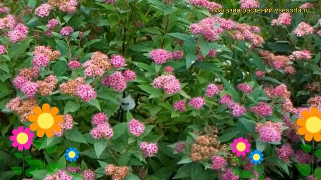 Спирея японская Дабл Плей Артист. Краткий обзор, описание spiraea japonica Double Play Artist смотреть онлайн