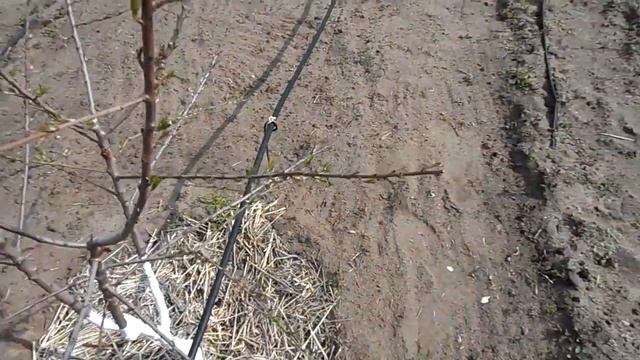 Миндаль Вайро.Начало вегетации после холодной зимы. смотреть онлайн