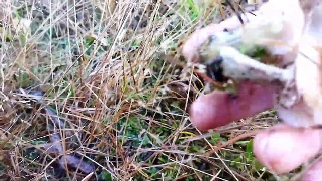 Поездка за грибами. Тихая охота. Нарезал столько грибов, что ели домой дотащил. смотреть онлайн