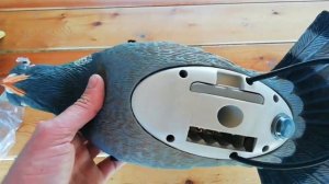 Новинка! Чучело голубя-вяхиря LUCKY DUCK