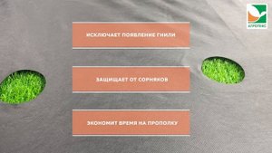 Агротекс "Перфорированная мульча для клубники 60" 1,6х5 м