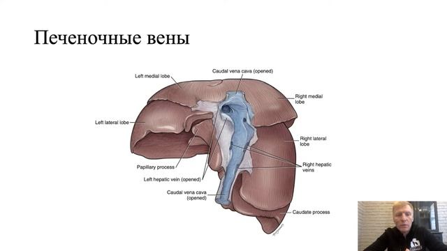 Анатомия сосудов брюшной полости  Вены брюшной полости.