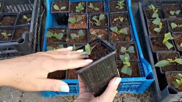 Черенкование метельчатой гортензии . Из перлита в грунт