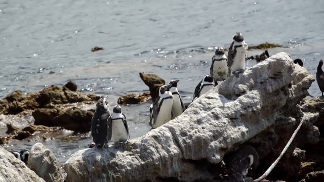 Animals That May Be Mistaken For Each Other смотреть онлайн