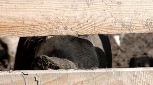 Усадьба Заречье: 5 дней в русской деревне