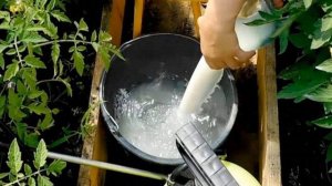 Чем лучше подкормить помидоры в открытом грунте