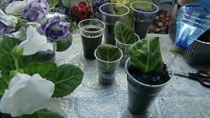 ?Пересадка глоксиний из торфяных таблеток. Отлично укоренились??How to grow gloxinia part №23