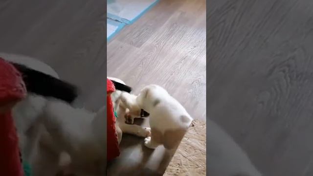 Очень большие, Щенки Алабая -1.5 месяца. смотреть онлайн