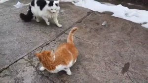 VLOG ЛОВЛЯ МЫШЕЙ catching mice