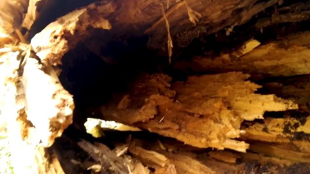 Красное дерево в Подмосковье - миф или реальность? смотреть онлайн