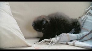 Хромой котенок. Трогательная притча о дружбе.