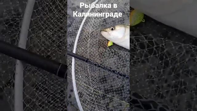 рыбалка в Калининграде ,поймал жереха.И это не мой голос