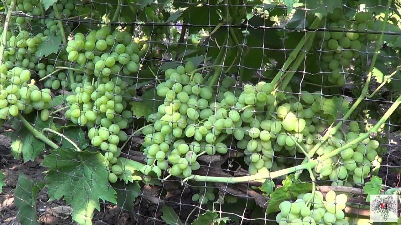 Сверхранние сорта винограда. Виноград Элегант сверхранний. Сорт винограда Элегант сверхранний. Виноград сверхранний Рубцовой. Скрещивание винограда видео.