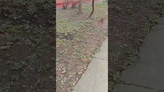 Настроение у Сени хорошее, но почему то ест плохо. И так малек, не дай Бог ветром сдувать начнёт.