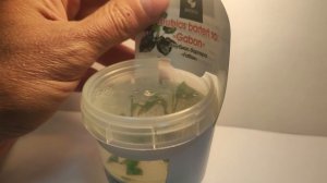 Живое аквариумное растение Анубиас Габон меристемное