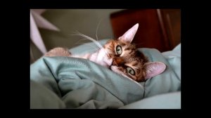 Мир котов. фантастический рассказ, юмор.