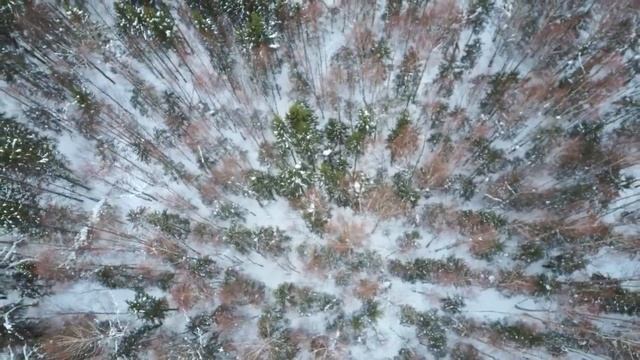 Кабаны на кормушке!!! смотреть онлайн