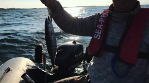 Ловля луфаря на воблеры. Пеламида в конце ноября? Крайний выход экипажа.