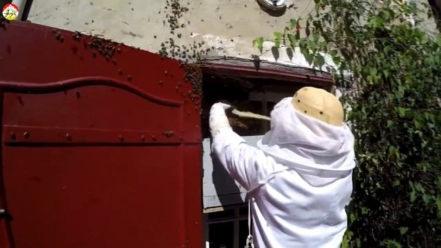 Спасение громадной колонии пчел. Охотник на шершня смотреть онлайн