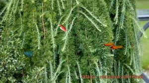 Лиственница европейская Пули (larix decidua puli) ? Пули обзор: как сажать, саженцы лиственницы Пул