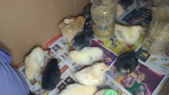 Цыплятам неделя /как выглядят чем кормить и пропаивать смотреть онлайн